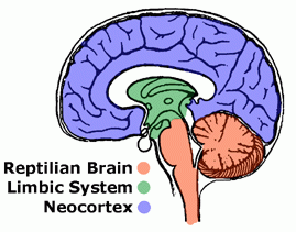 3 Brains