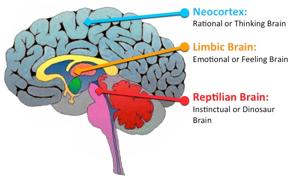 Brain Functions